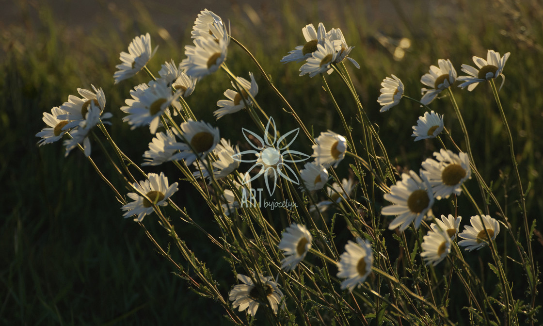 "Back Lit Daisies Blowing in Breeze" by Jocelyn Ball - $6.32 "Back Lit Daisies Blowing in Breeze" stock image