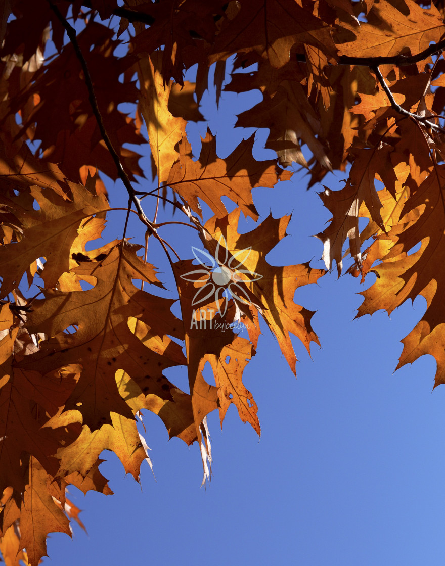 "Orange Oak Tree Leaves Blue Sky" by Jocelyn Ball - $6.32 "Orange Oak Tree Leaves Blue Sky" stock image