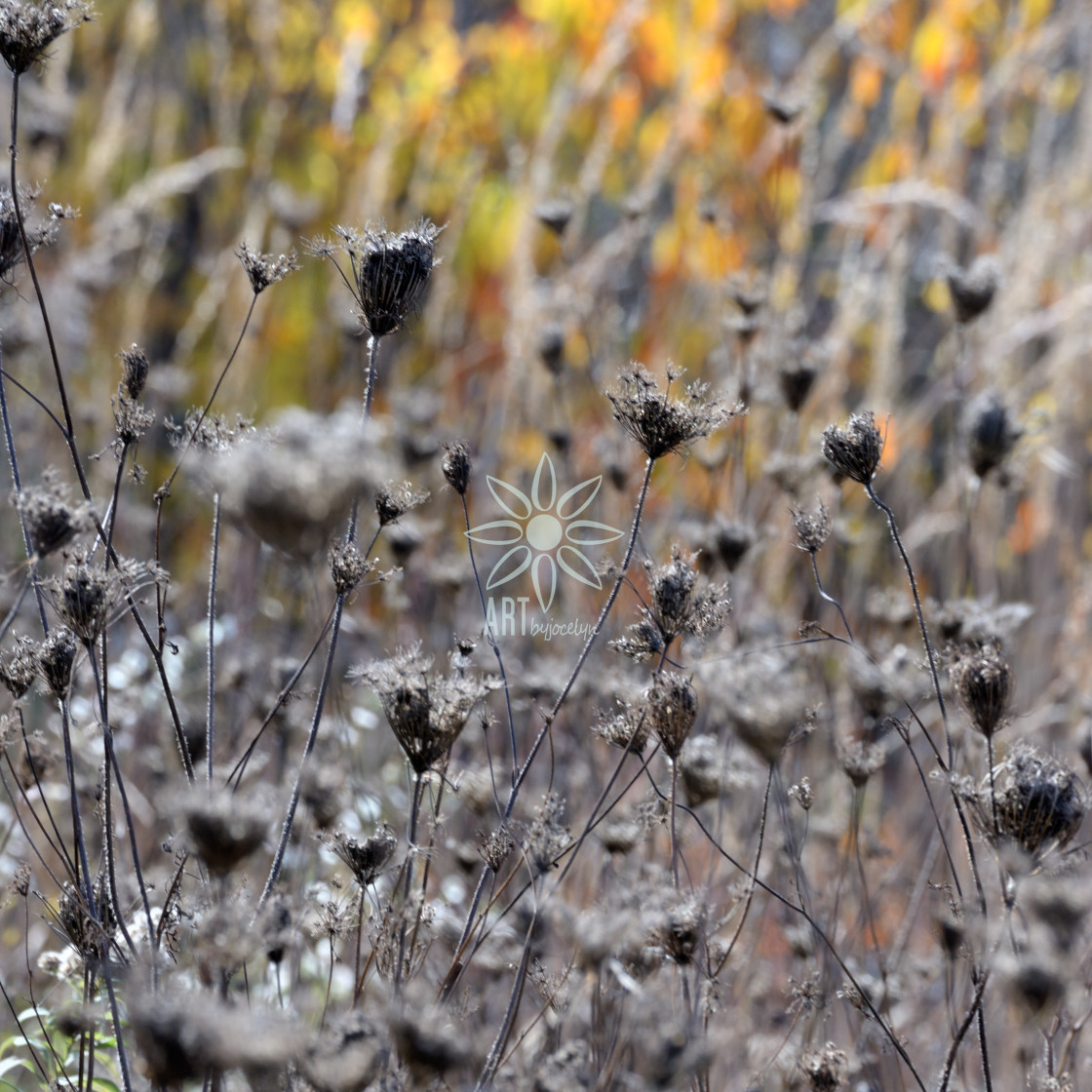 "Dried Grey Queen Anne's Lace Soft Fall Background" by Jocelyn Ball - $6.31 "Dried Grey Queen Anne's Lace Soft Fall Background" stock image