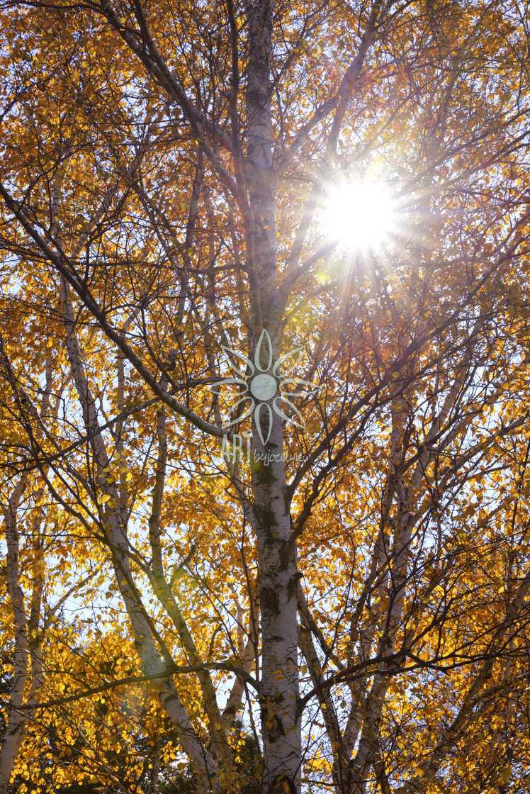 "Fall Birch Tree Leaves and Sun Rays" by Jocelyn Ball - $6.32 "Fall Birch Tree Leaves and Sun Rays" stock image