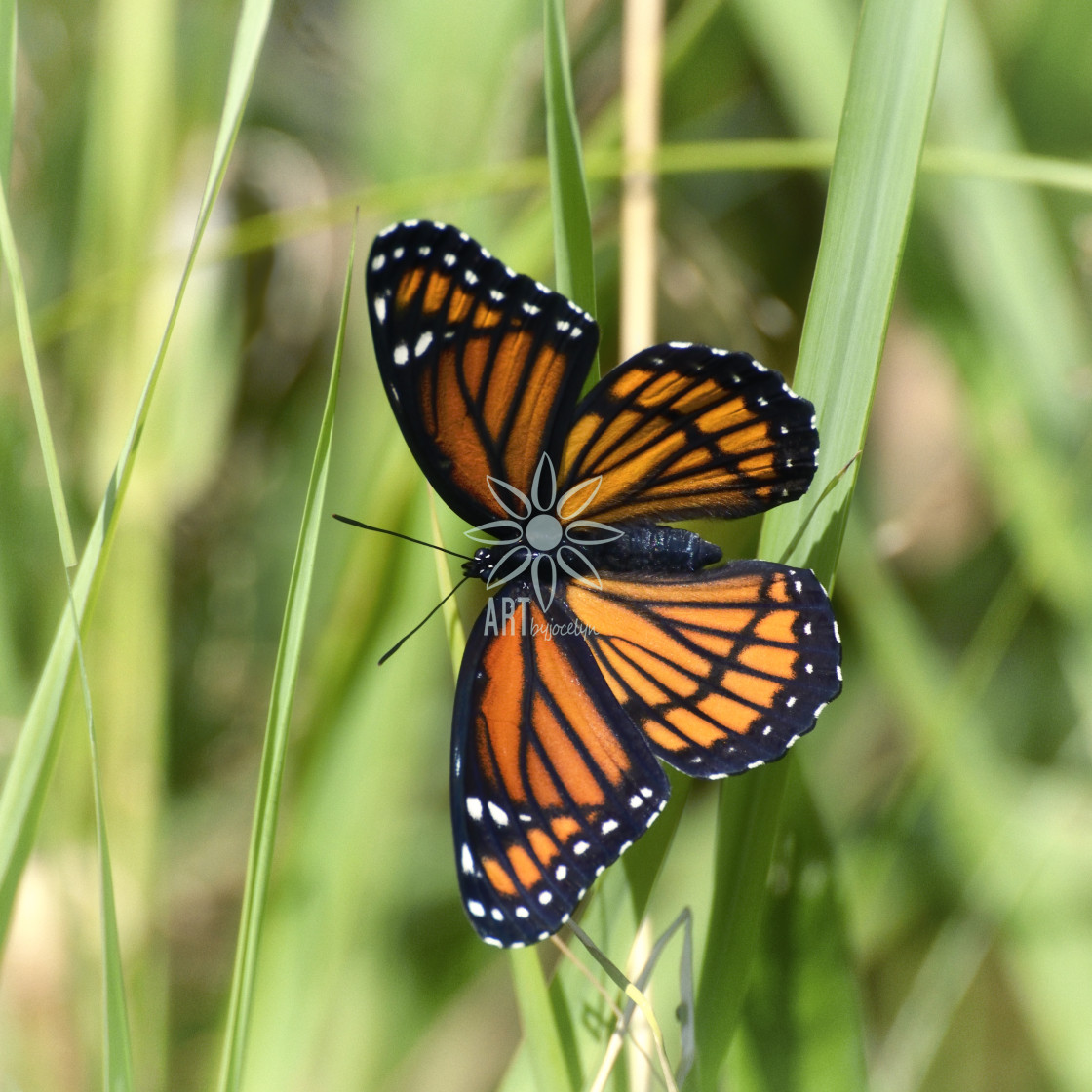 "Viceroy Butterfly on Blades of Grass" by Jocelyn Ball - $6.31 "Viceroy Butterfly on Blades of Grass" stock image