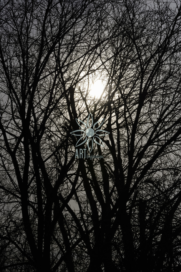"Silver Sun Through Trees Silhouette" by Jocelyn Ball - $6.31 "Silver Sun Through Trees Silhouette" stock image