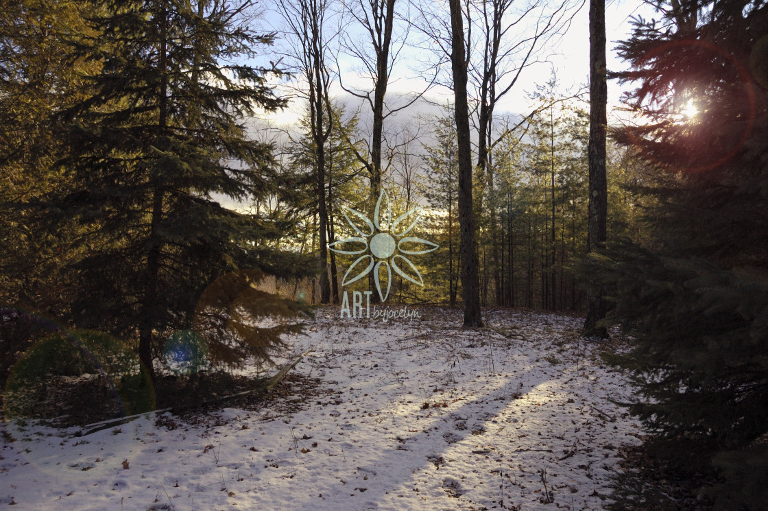 "Winter Forest Lens Flare and Shadows" by Jocelyn Ball - $6.32 "Winter Forest Lens Flare and Shadows" stock image