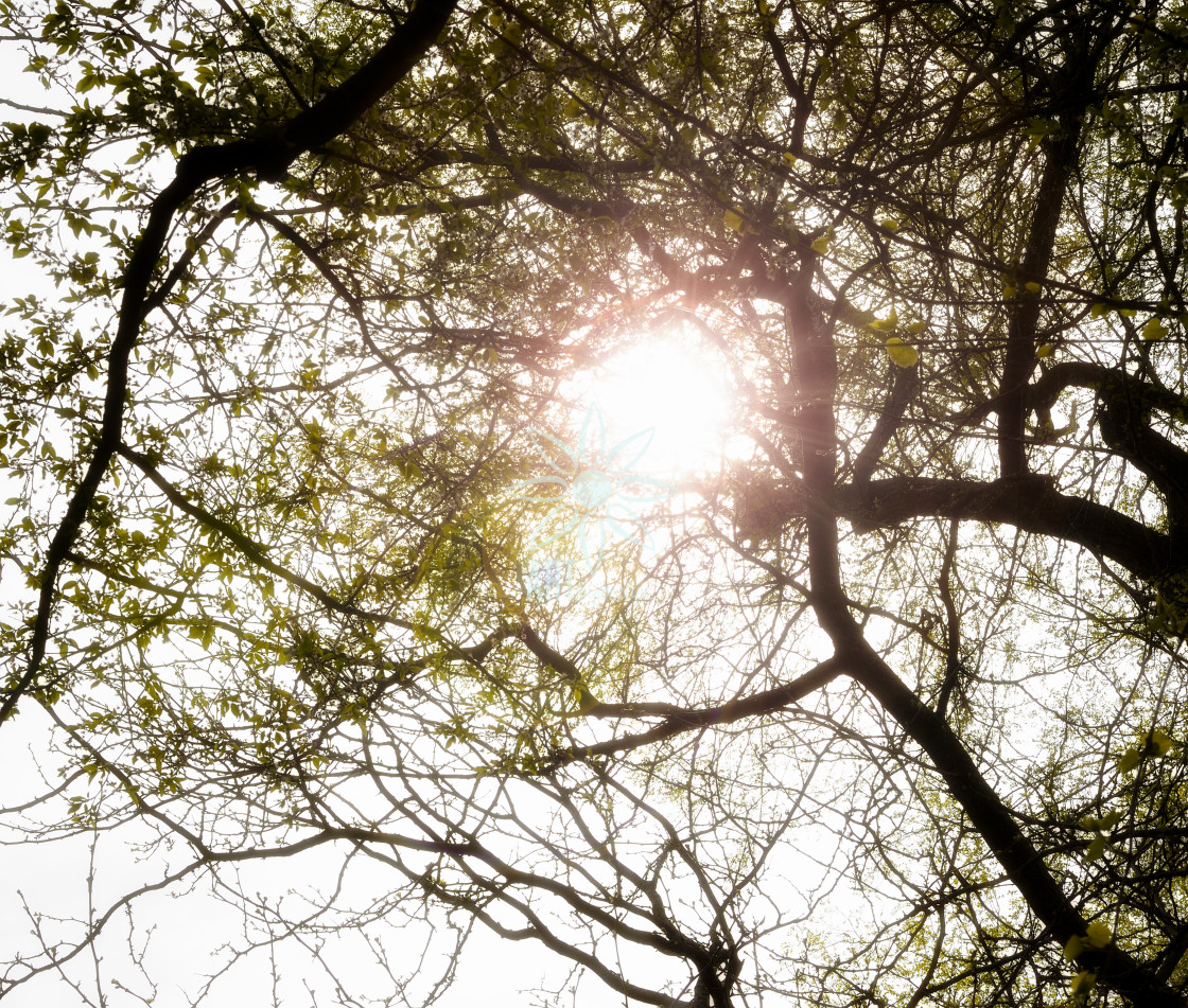 "Glowing Sunlight Through Tree Branches" by Jocelyn Ball - $6.32 "Glowing Sunlight Through Tree Branches" stock image