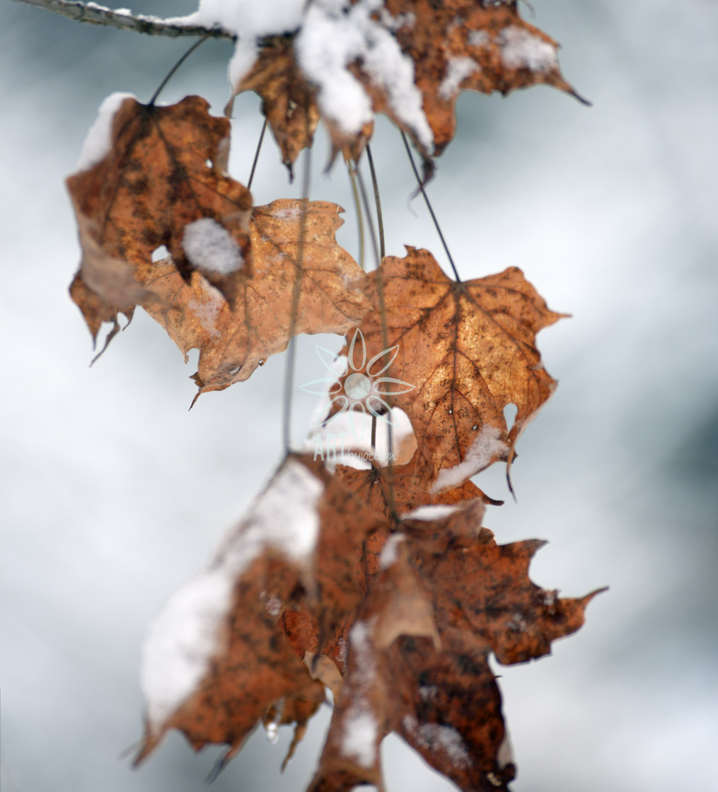 "Orange Maple Leaves in Winter" by Jocelyn Ball - $6.32 "Orange Maple Leaves in Winter" stock image