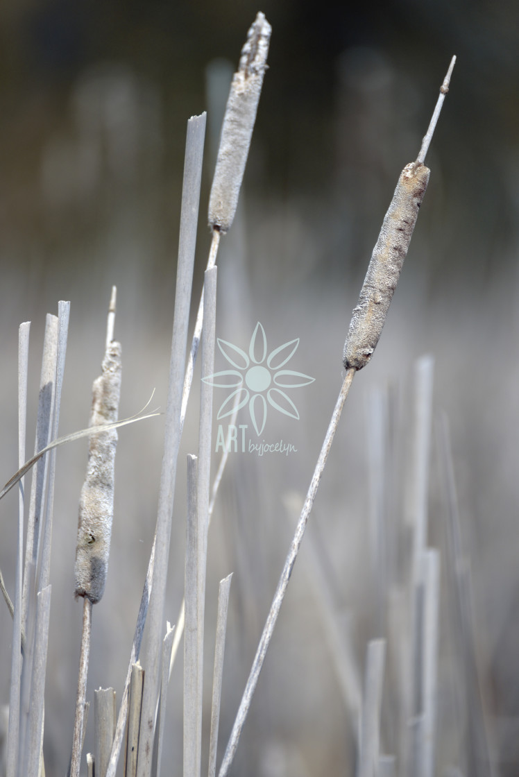 "Dried Cattails in Marsh After Winter" by Jocelyn Ball - $6.32 "Dried Cattails in Marsh After Winter" stock image