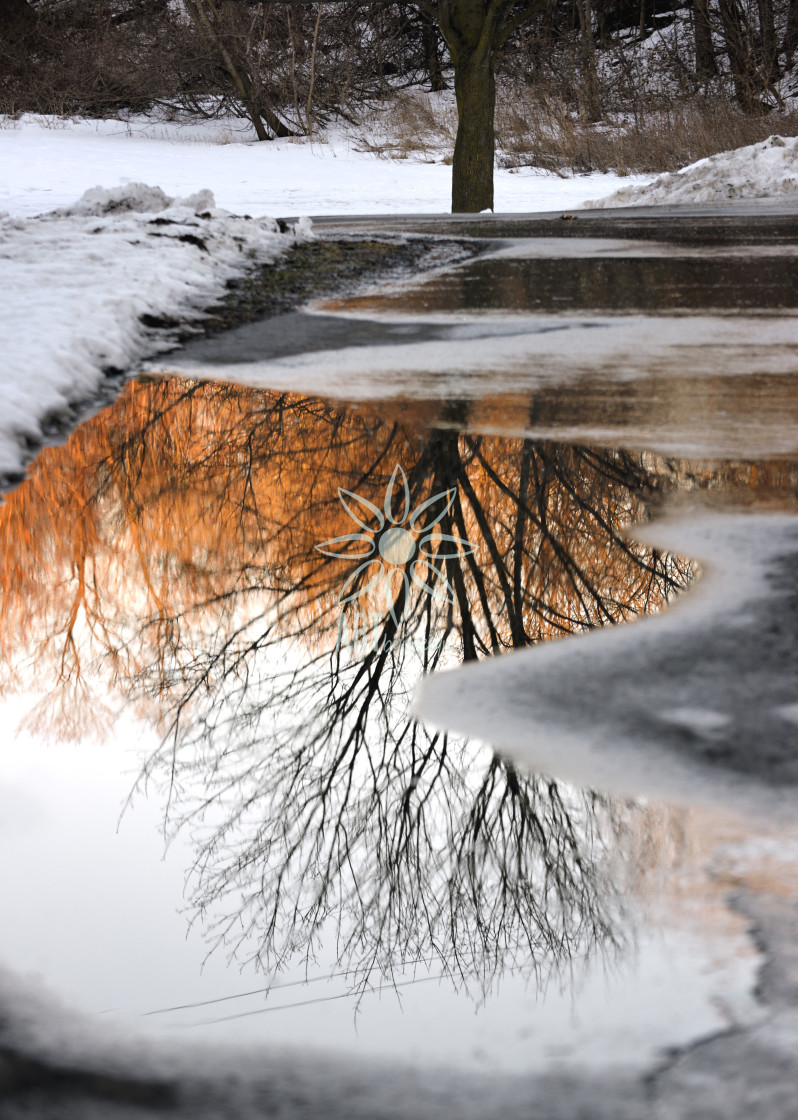 "Orange Tree Line Reflection in Puddle in Winter" by Jocelyn Ball - $6.31 "Orange Tree Line Reflection in Puddle in Winter" stock image