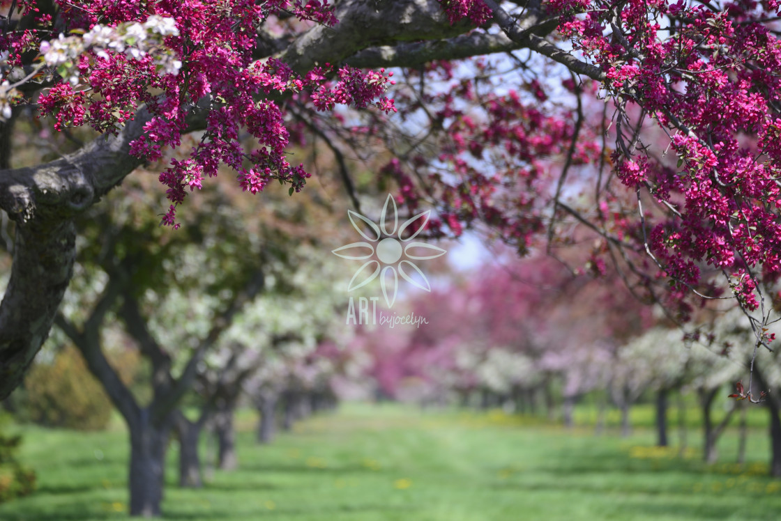 "Cherry and Apple Blossom Trees Pathway" by Jocelyn Ball - $6.32 "Cherry and Apple Blossom Trees Pathway" stock image