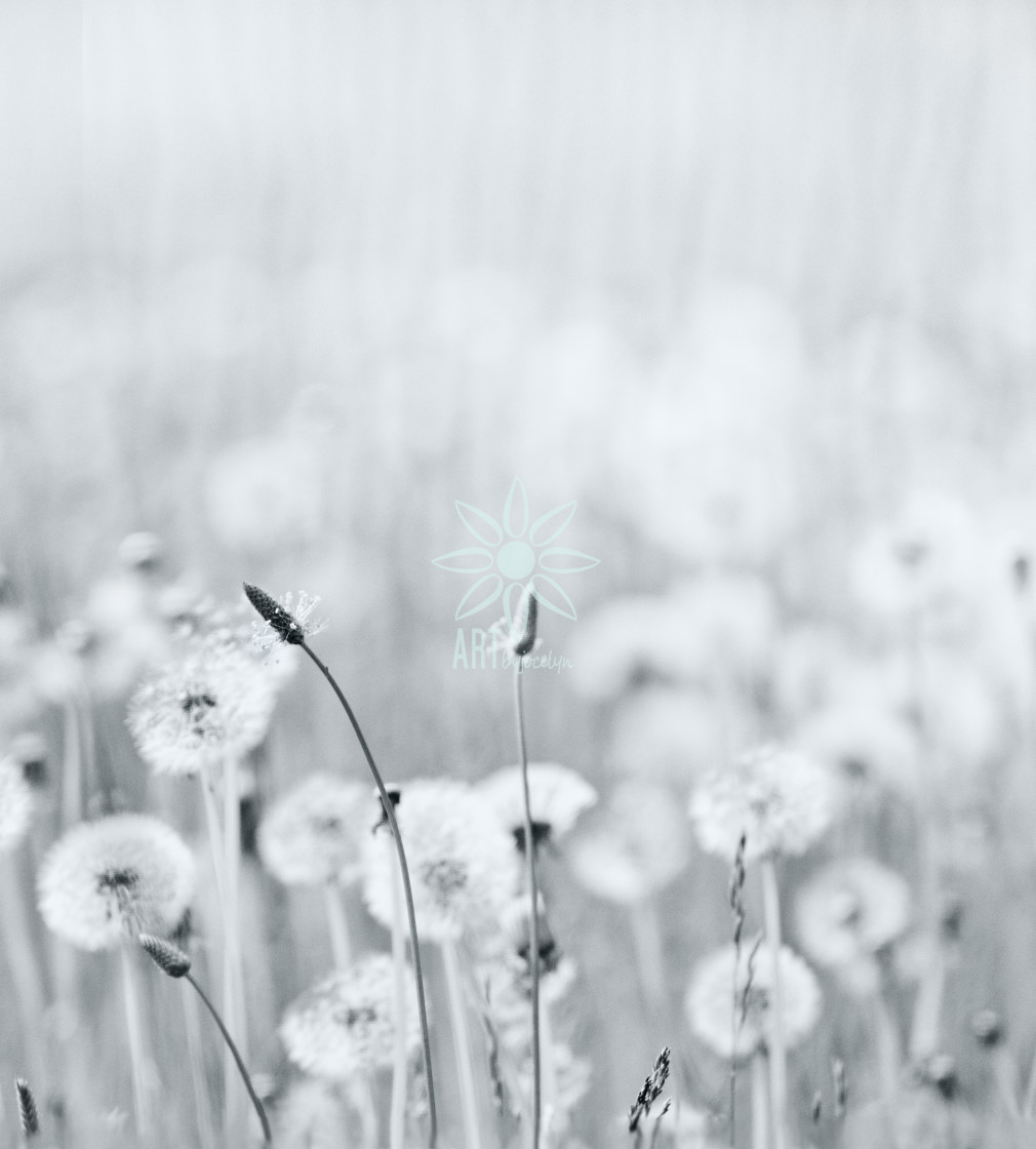 "Soft Grey Blue Dandelion Weeds in Grass" stock image