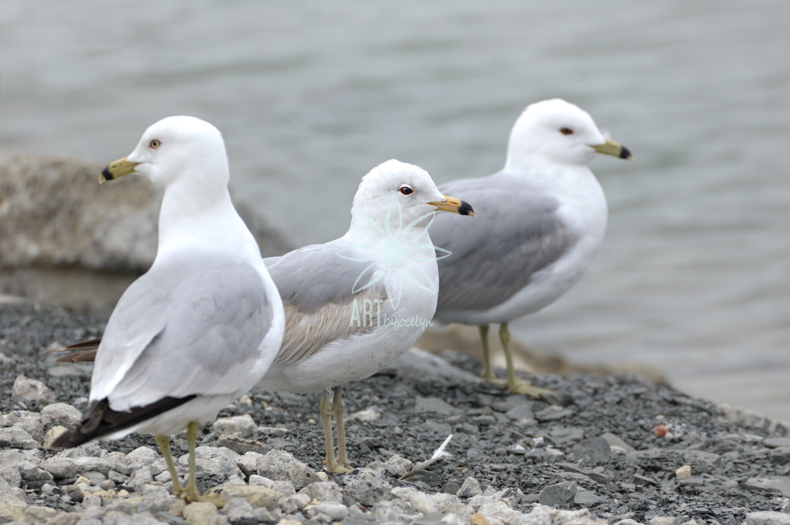 "3 Ring Billed Seagulls on Beach" stock image