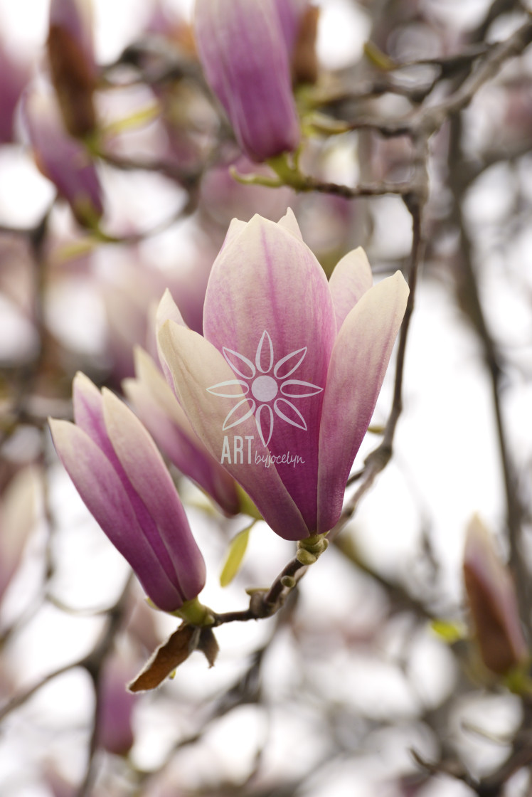 "Pink Magnolia Flower on Tree Branch" stock image