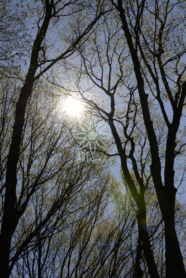 "Sunlight Through Trees and Lens Flare" stock image