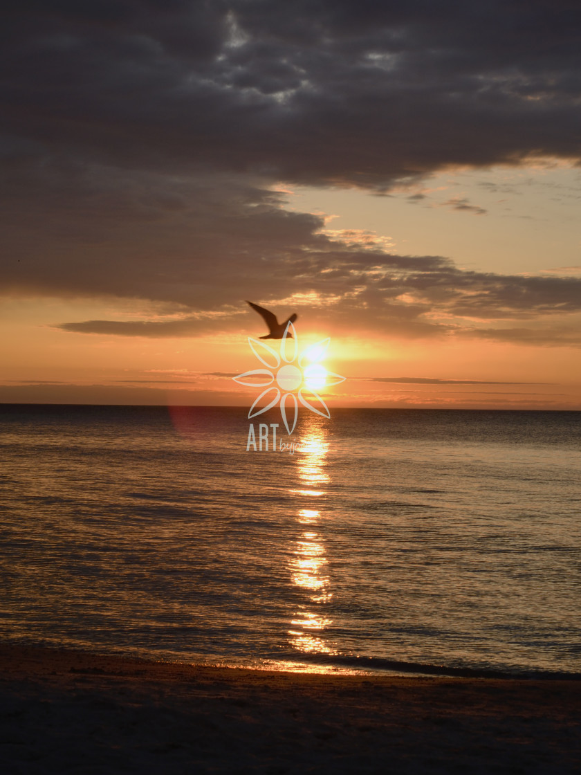 "Sunrise on Beach Seagull Silhouette" stock image