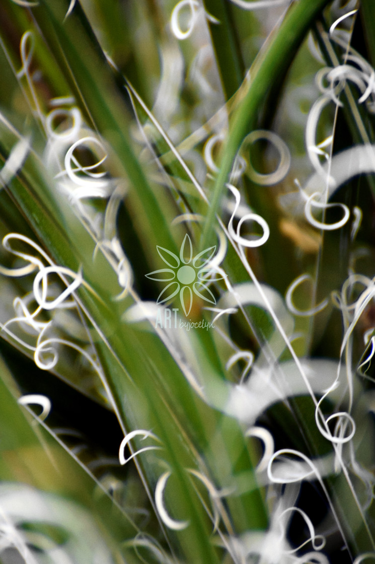 "Yucca Plant Up Close" stock image