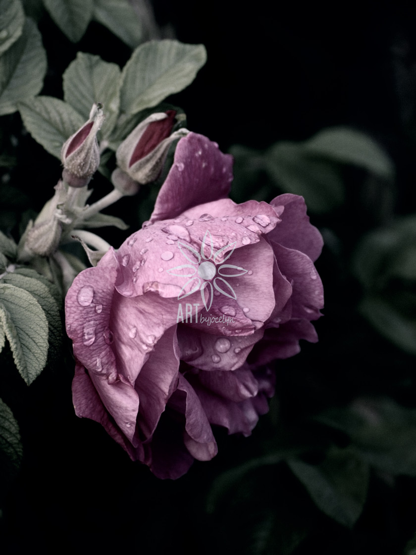 "Pink Rose Water Droplets Semi Monochrome" stock image