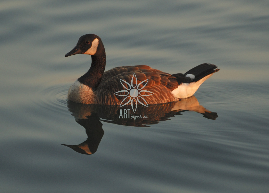 "Canada Goose Reflection in Still Blue Water" stock image