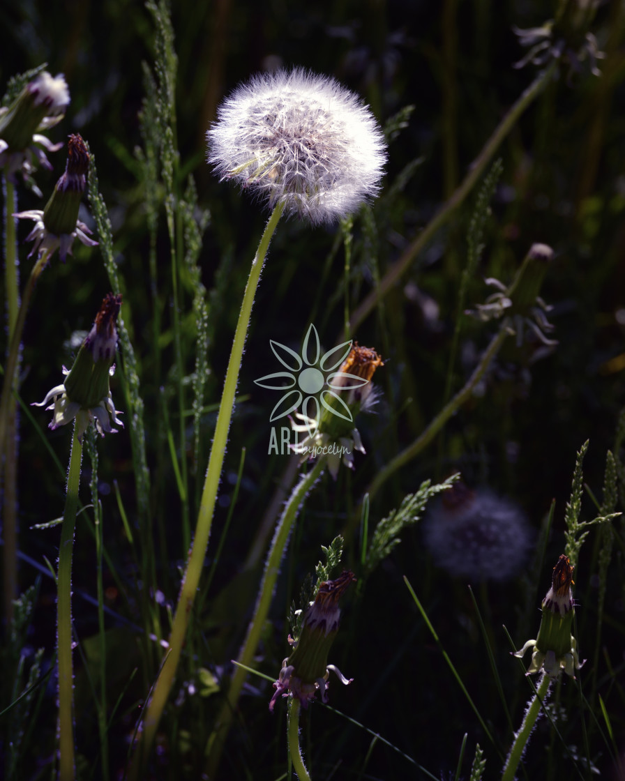 "Dramatic Dandelion Dark Background" stock image