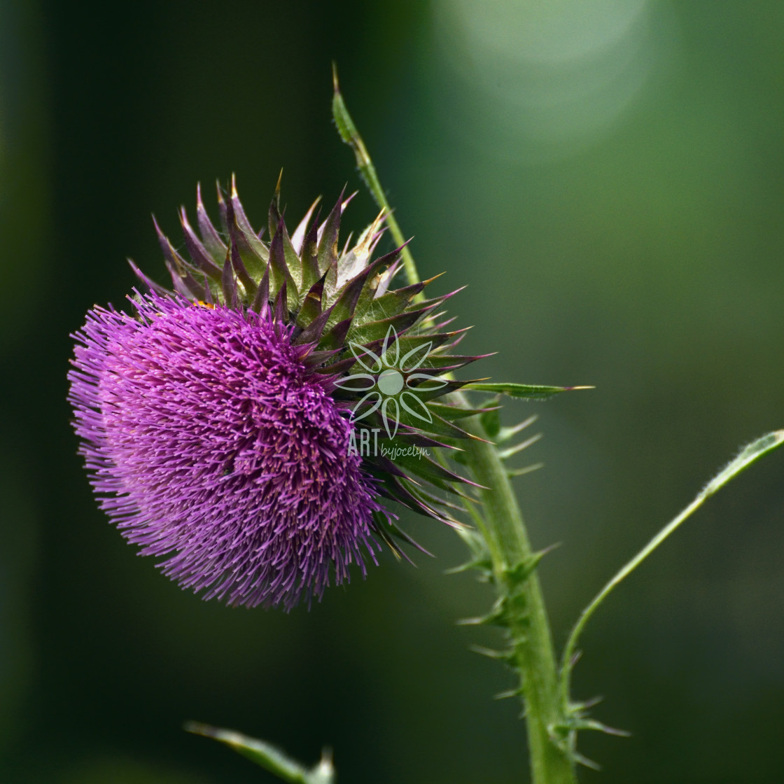 "Big Purple Milk Thistle" stock image