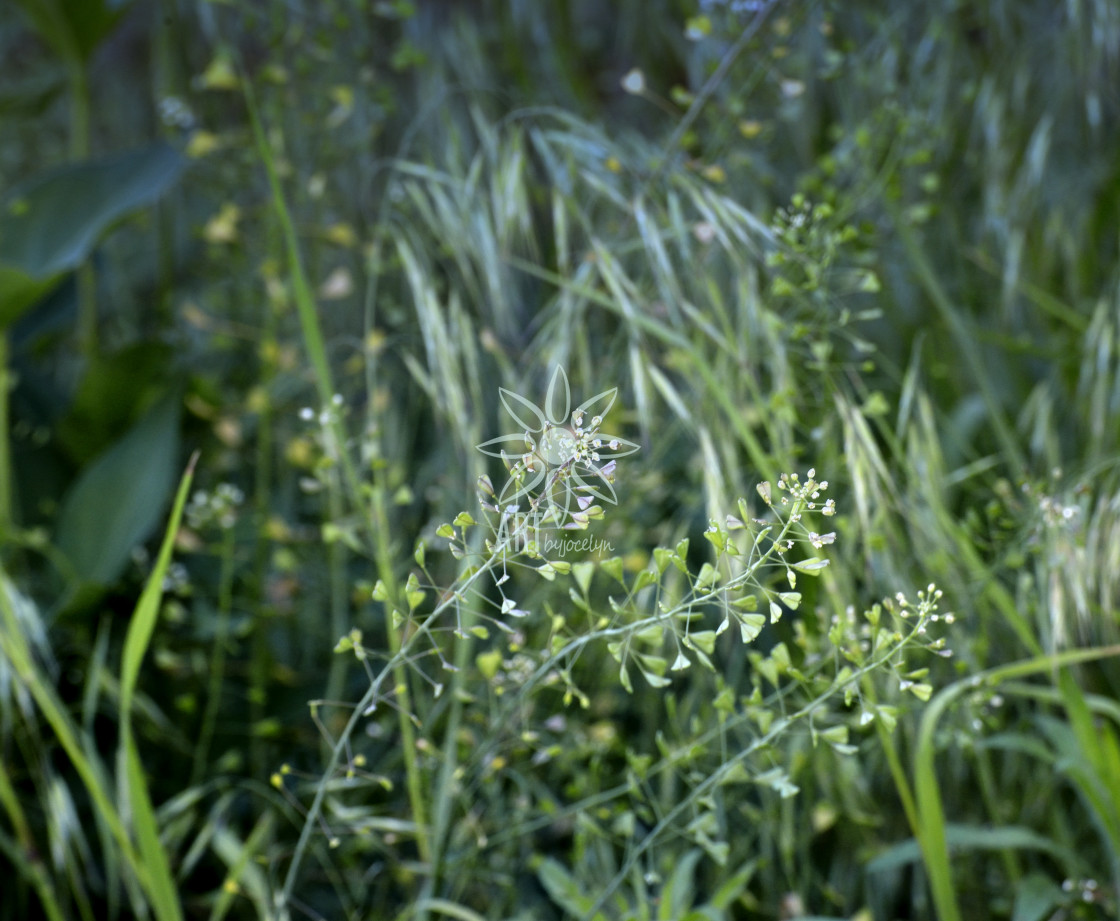 "Gentle Green Weeds Soft Movement" stock image