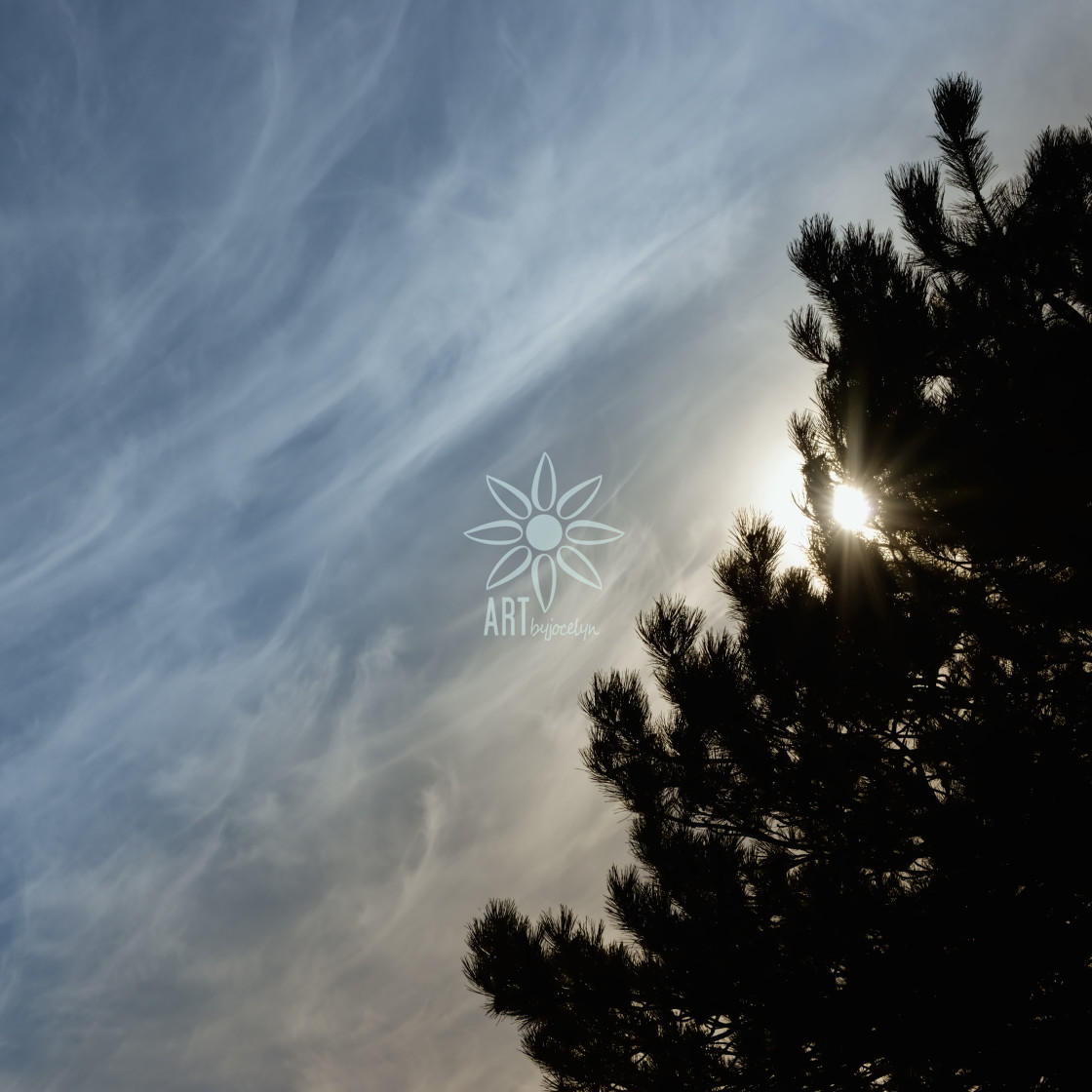 "Sun Rays Through Pine Trees Angled Landscape" stock image