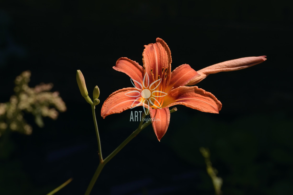 "Orange Tiger Lily on Dark Background" by Jocelyn Ball - $6.31 "Orange Tiger Lily on Dark Background" stock image