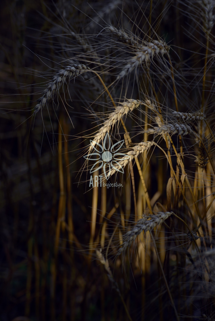 "Dramatic Stalks of Wheat" stock image