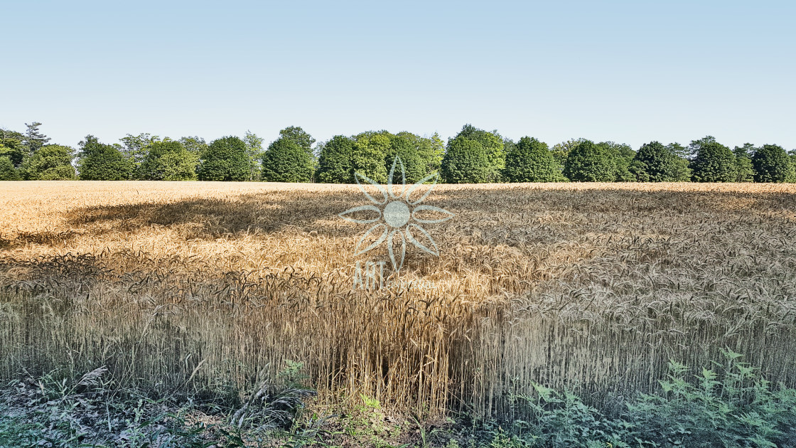 "Field of Wheat in Sunlight and Shadow" by Jocelyn Ball - $6.31 "Field of Wheat in Sunlight and Shadow" stock image