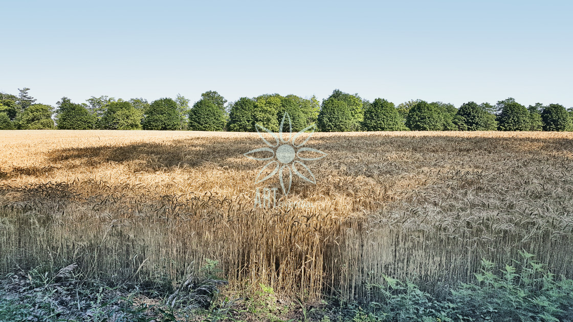 "Field of Wheat in Sunlight and Shadow" stock image