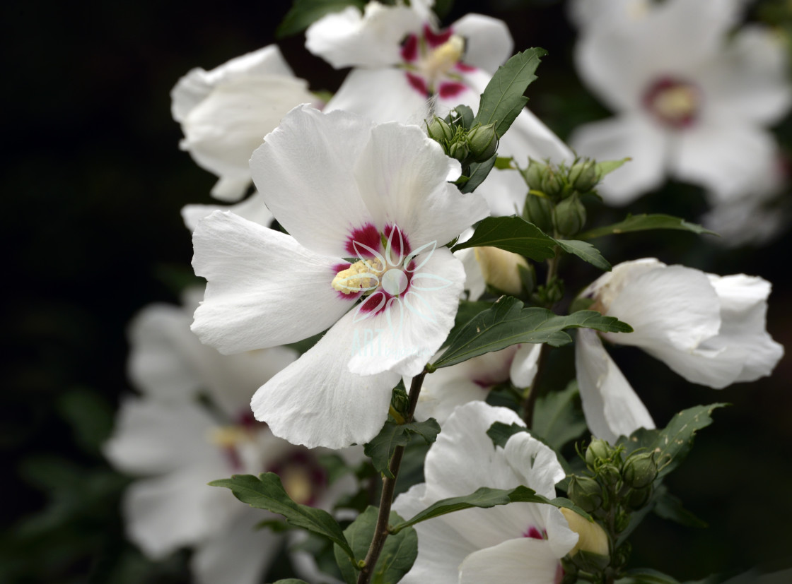 "White and Fuchsia Rose of Sharon Flower" stock image