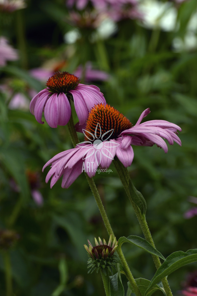 "Pair of Echinacea Cone Flowers" by Jocelyn Ball - $6.31 "Pair of Echinacea Cone Flowers" stock image