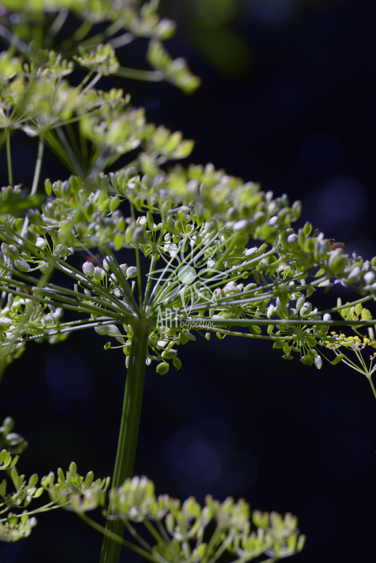 "Wild Cow Parsnip Close Up" stock image