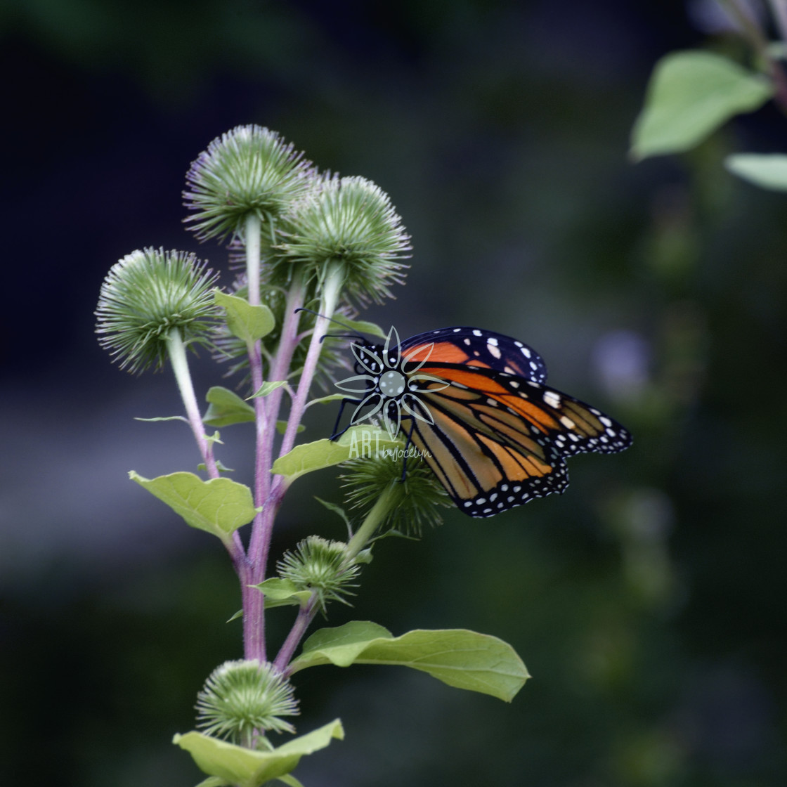 "Monarch Butterfly on Thistle" by Jocelyn Ball - $6.31 "Monarch Butterfly on Thistle" stock image