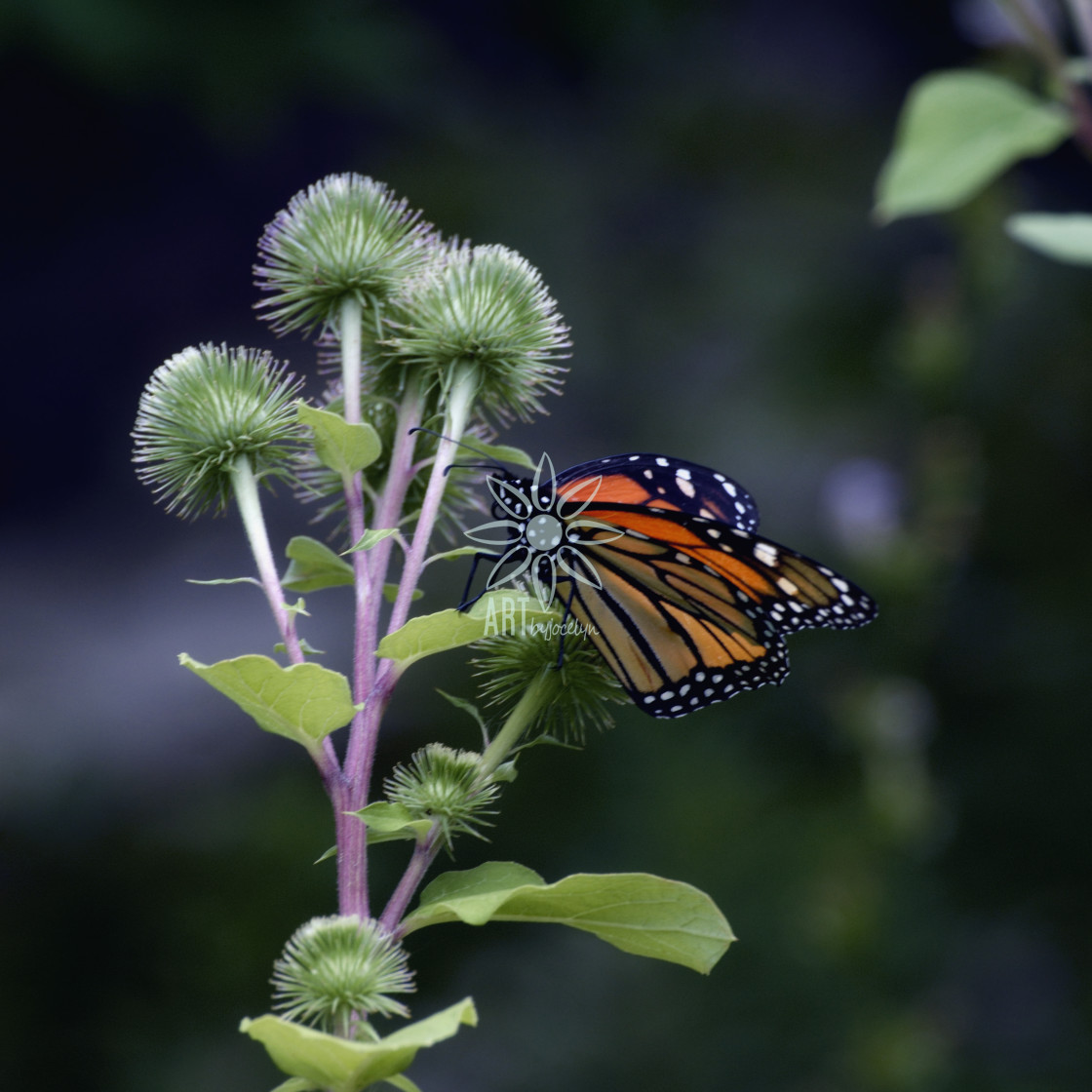 "Monarch Butterfly on Thistle" stock image