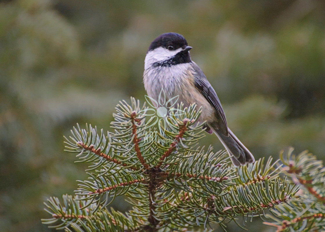 "Black Capped Chickadee on Pine Tree" stock image