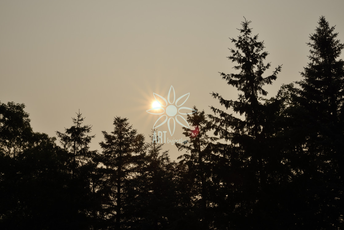 "Golden Sunset and Pine Trees in Silhouette" stock image