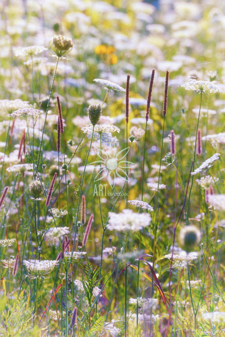 "Glowing Field of Queen Anne's Lace and Wildflowers" stock image