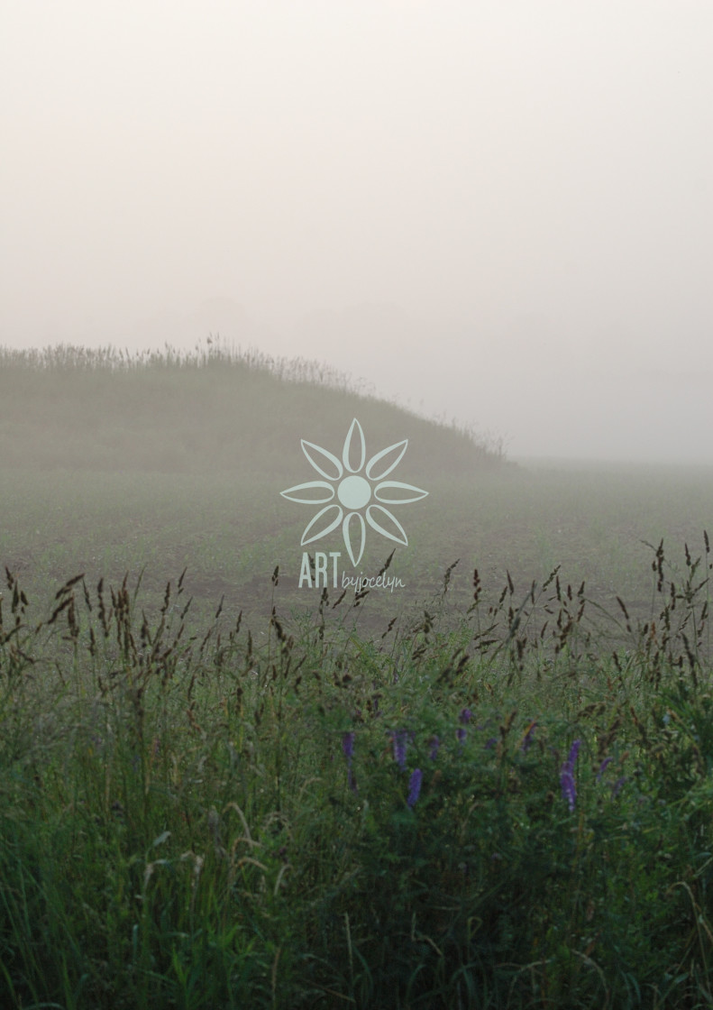 "Soft Foggy Rural Field and Grasses" stock image