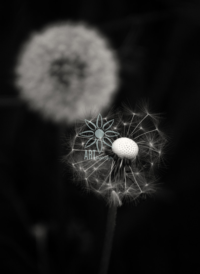 "Dramatic Dandelion Flowers and Seeds Monochrome" stock image