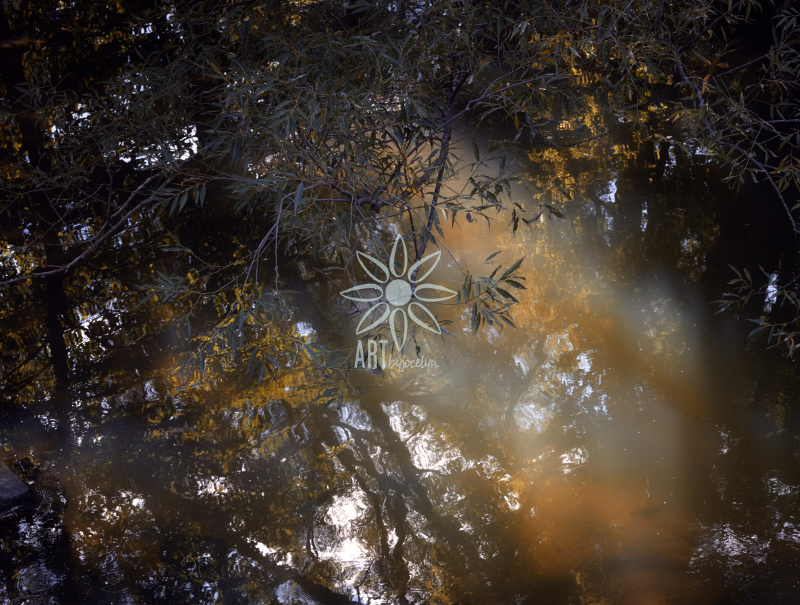 "Golden Glow on Creek Water Surface" stock image