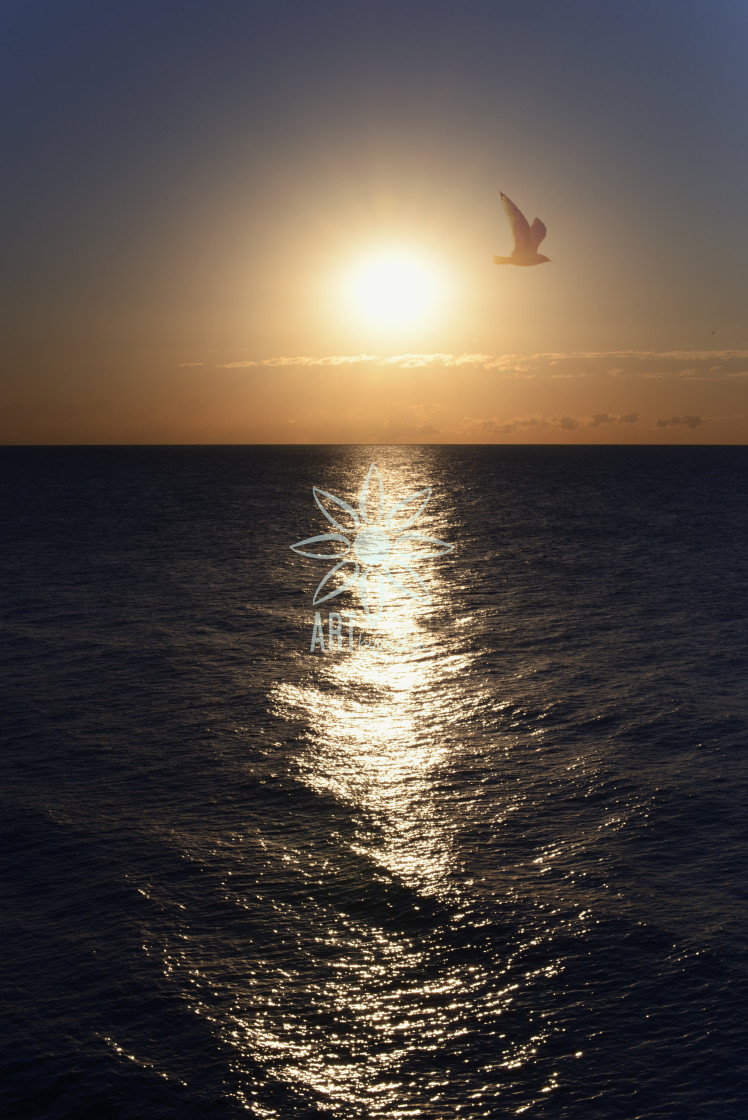 "Glowing Sun Over Lake with Seagull" by Jocelyn Ball - $6.32 "Glowing Sun Over Lake with Seagull" stock image