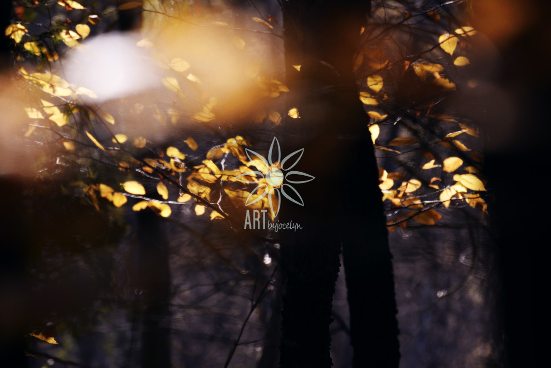 "Dreamy Fall Leaves in Forest" by Jocelyn Ball - $6.33 "Dreamy Fall Leaves in Forest" stock image