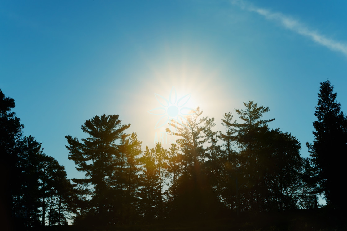 "White Pines Glowing Sun and Blue Sky" by Jocelyn Ball - $6.32 "White Pines Glowing Sun and Blue Sky" stock image