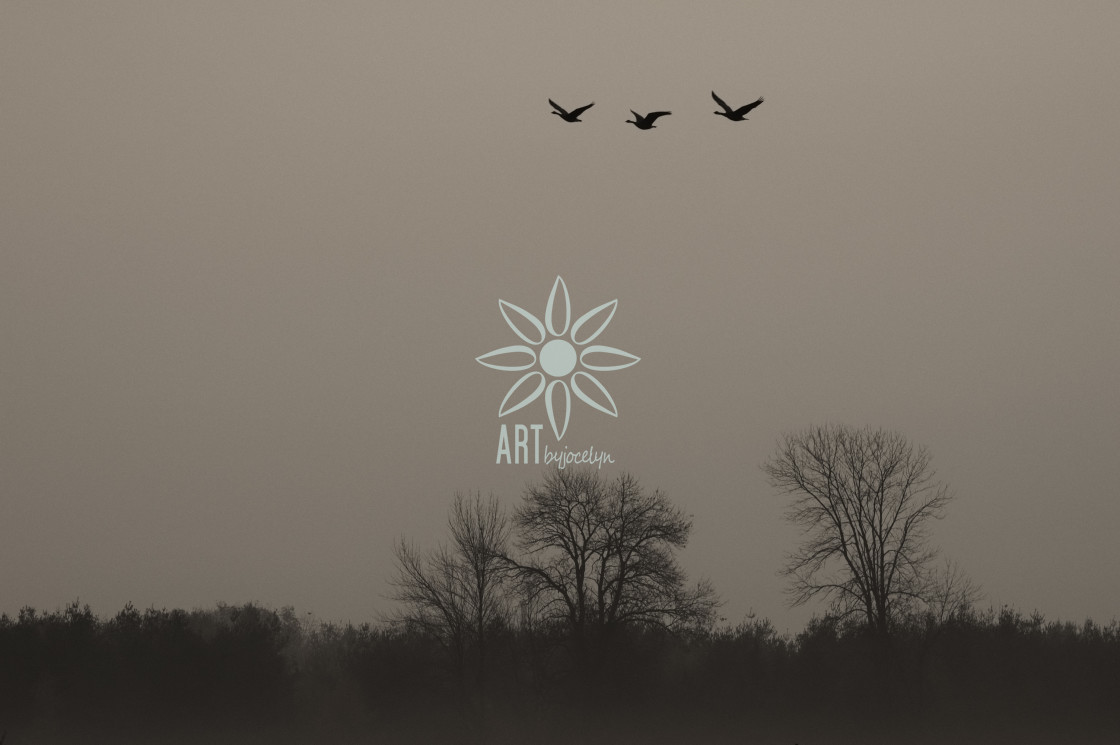 "Canada Geese Flying in Foggy Rural Landscape" by Jocelyn Ball - $6.31 "Canada Geese Flying in Foggy Rural Landscape" stock image