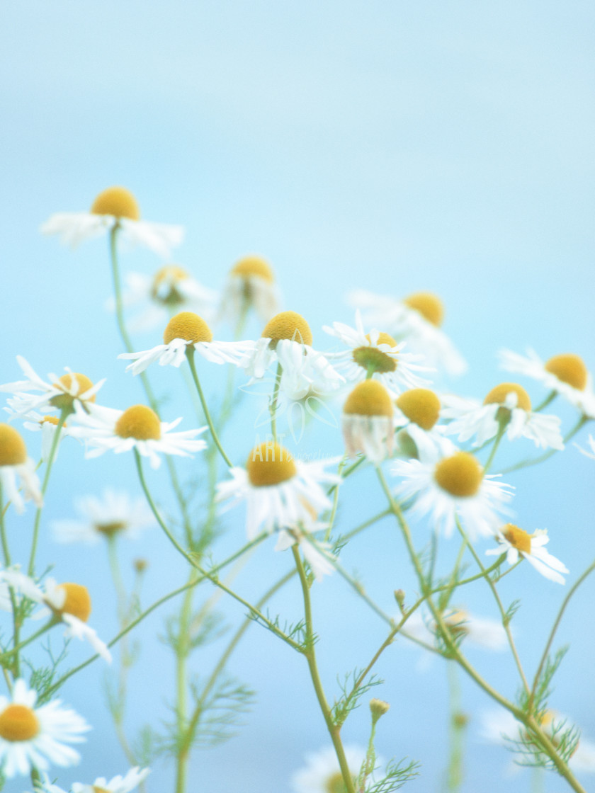 "Dancing Chamomile Flowers Turquoise Ombre Sky" by Jocelyn Ball - $6.31 "Dancing Chamomile Flowers Turquoise Ombre Sky" stock image