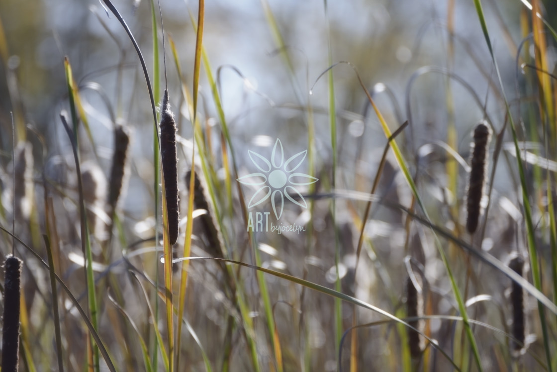 "Ethereal Cattails and Bokeh" by Jocelyn Ball - $6.31 "Ethereal Cattails and Bokeh" stock image