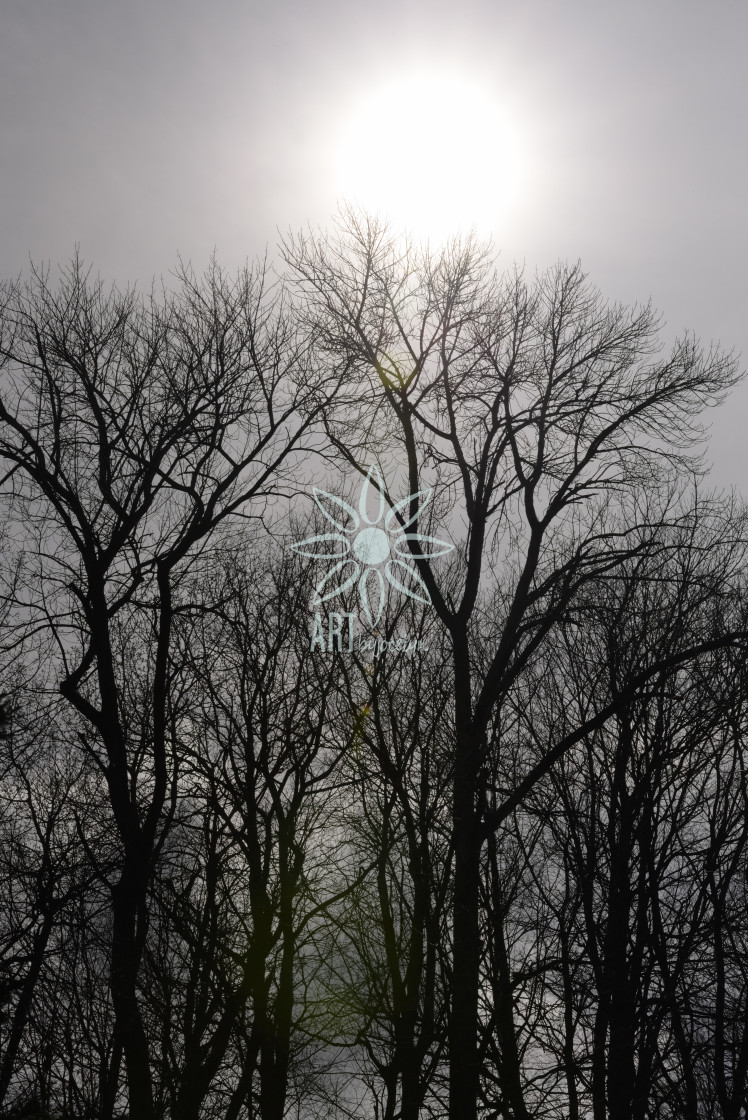 "Silvery Trees and Sun Glow" by Jocelyn Ball - $6.31 "Silvery Trees and Sun Glow" stock image