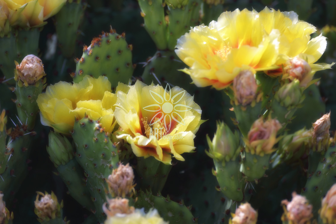 "Yellow Cactus Flowers in Sunlight" by Jocelyn Ball - $6.31 "Yellow Cactus Flowers in Sunlight" stock image