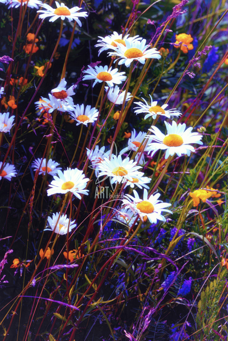"Wild Daisies and Purple Flowers Semi Abstract" by Jocelyn Ball - $6.31 "Wild Daisies and Purple Flowers Semi Abstract" stock image