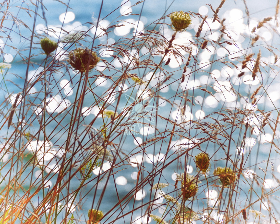 "Sparkling Bokeh on Water with Queen Anne's Lace" by Jocelyn Ball - $6.31 "Sparkling Bokeh on Water with Queen Anne's Lace" stock image