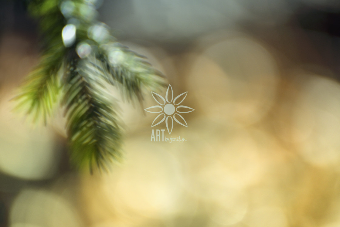 "Pine Tree Branch and Gold Bokeh Background" by Jocelyn Ball - $3.10 "Pine Tree Branch and Gold Bokeh Background" stock image